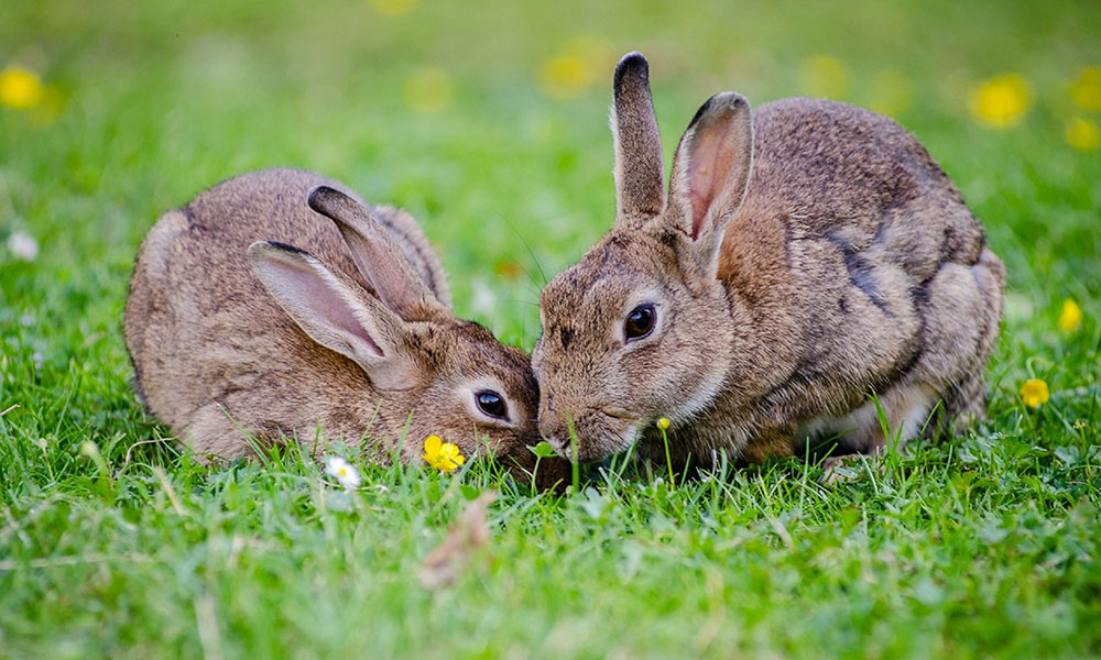 Alimentation optimale pour lapins : Guide complet pour garder votre lapin en bonne santé
