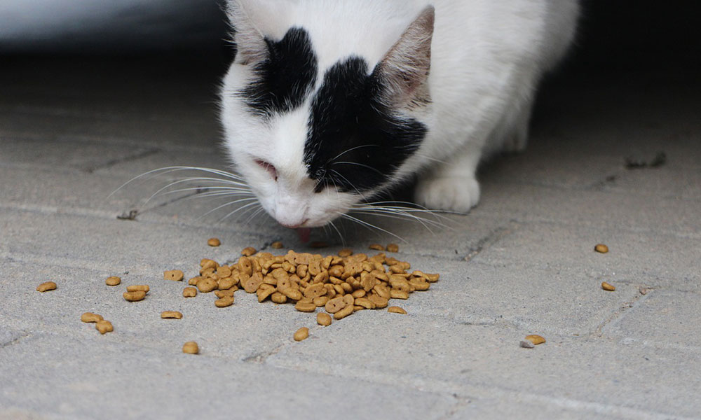 Les croquettes pour chat sans céréales : la solution idéale pour votre félin ?