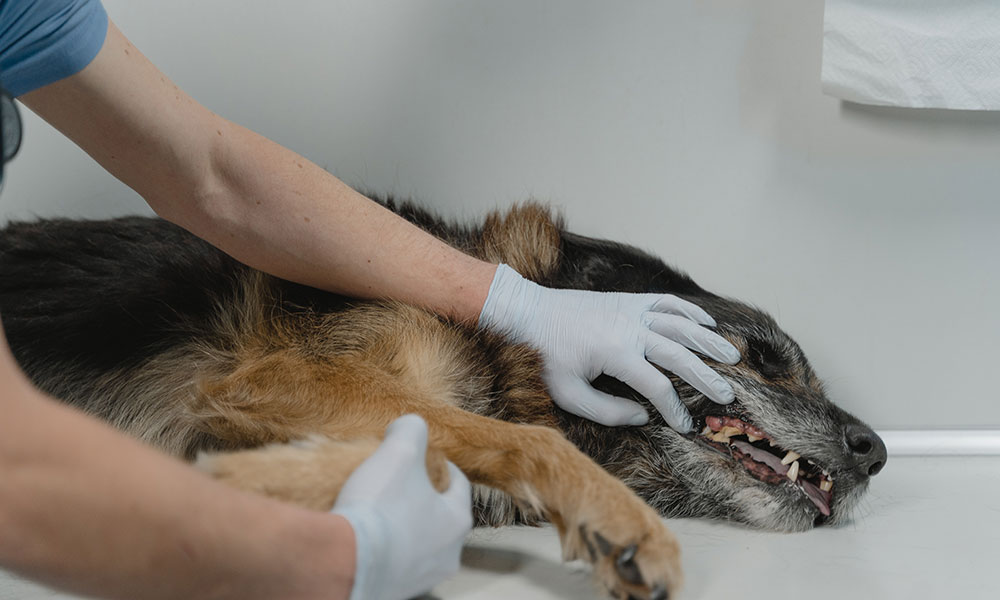 Les signaux d’alerte pour savoir si votre animal est malade et doit consulter un vétérinaire